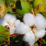 Ινδία: Υποχώρηση των εκτάσεων βαμβακιού υπέρ ρυζιού και καλαμποκιού λόγω χαμηλής παραγωγικότητας