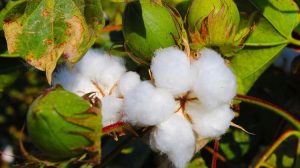 Ινδία: Υποχώρηση των εκτάσεων βαμβακιού υπέρ ρυζιού και καλαμποκιού λόγω χαμηλής παραγωγικότητας