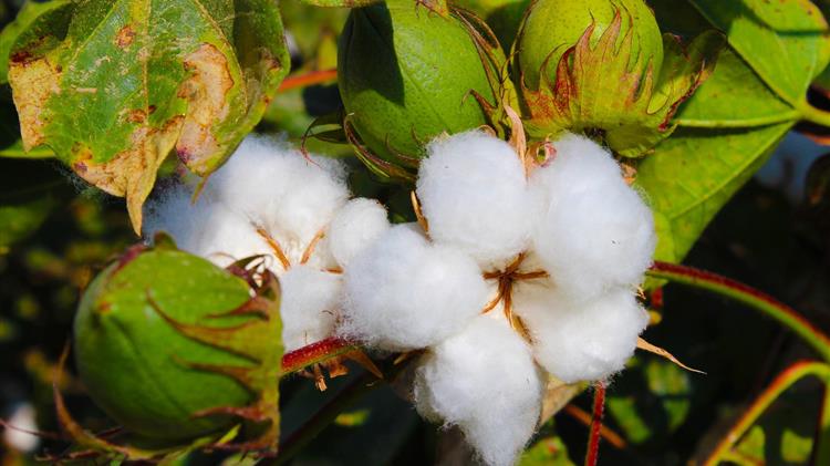 Ινδία: Υποχώρηση των εκτάσεων βαμβακιού υπέρ ρυζιού και καλαμποκιού λόγω χαμηλής παραγωγικότητας