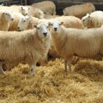 nea-paratasi-ton-metron-gia-tin-evlogia-sti-dyt-makedonia-170019