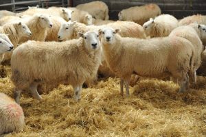 nea-paratasi-ton-metron-gia-tin-evlogia-sti-dyt-makedonia-170019