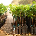 Σε εννέα αμπελουργικές ζώνες τα 6.492,7 στρέμματα νέων αδειών φύτευσης