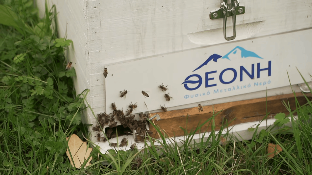 Το φυσικό μεταλλικό νερό ΘΕΟΝΗ υιοθέτησε 25 κυψέλες μελισσών