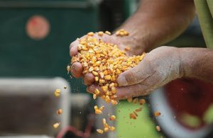 Έως 16 Μαρτίου παραδόσεις για συνδεδεμένες ρυζιού, καλαμποκιού, οσπρίων