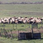 Εγκύκλιος e-ΕΦΚΑ για αναστολή εισφορών πληγέντων κτηνοτρόφων