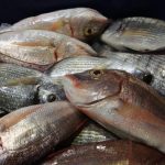 Κατάρρευση έως 50% στα αλιεύματα του Αμβρακικού Κόλπου