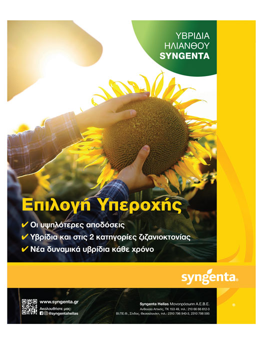 Πάει για 1 εκατ. στρέμματα ο ηλίανθος που διατηρεί τα 40 λεπτά στις συμβάσεις