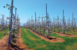 Δεύτερη γενιά με ειδίκευση στο ακτινίδιο και με τη γλώσσα των διεθνών αγορών - Fresher