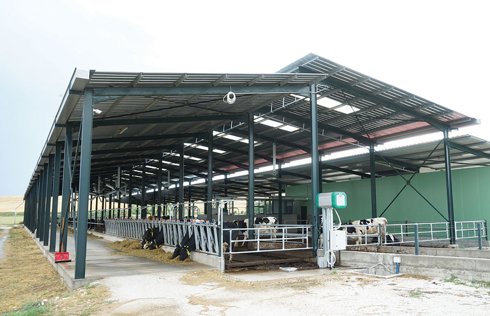 Με άνεση χώρου και μητρικό γάλα ραγδαία ανάπτυξη στα μοσχαράκια - Τυροκόμος