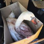 Πυροβόλησαν κύκνο στην Κορωνησία – Διασώθηκε και μεταφέρεται για περίθαλψη