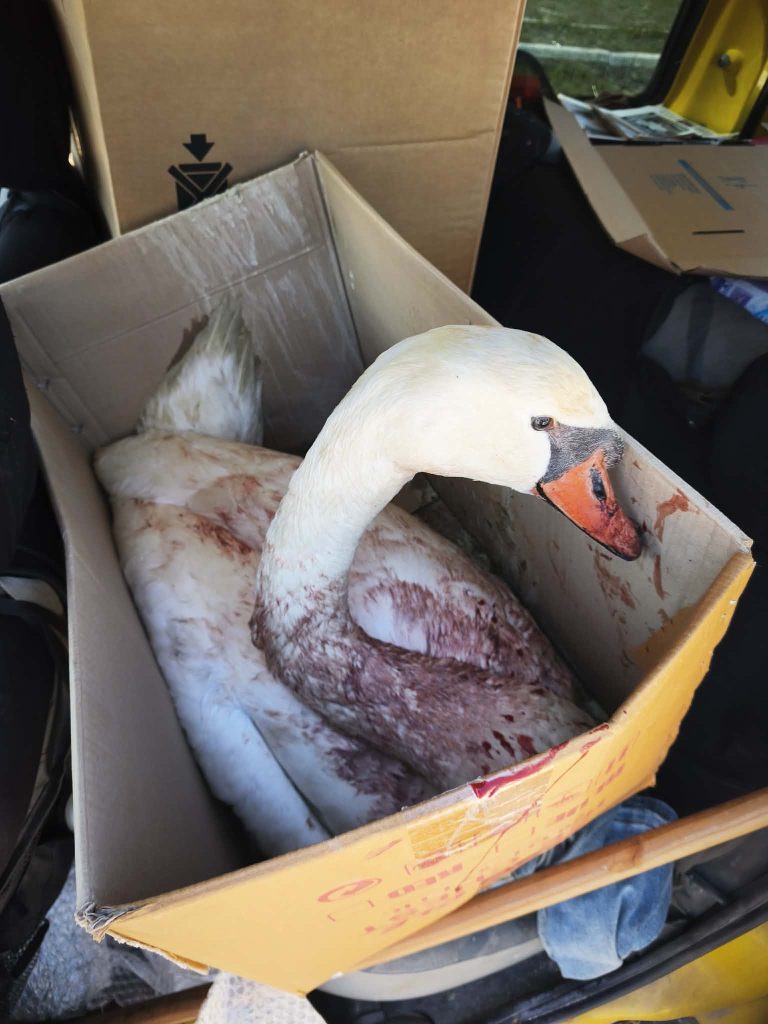 Πυροβόλησαν κύκνο στην Κορωνησία – Διασώθηκε και μεταφέρεται για περίθαλψη