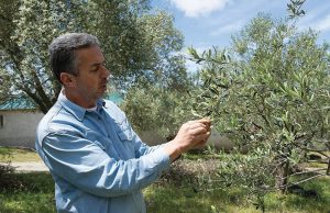 Βραβευμένο από τη γέννησή του το ελαιόλαδο του Μιχαήλ Τζώρτζη