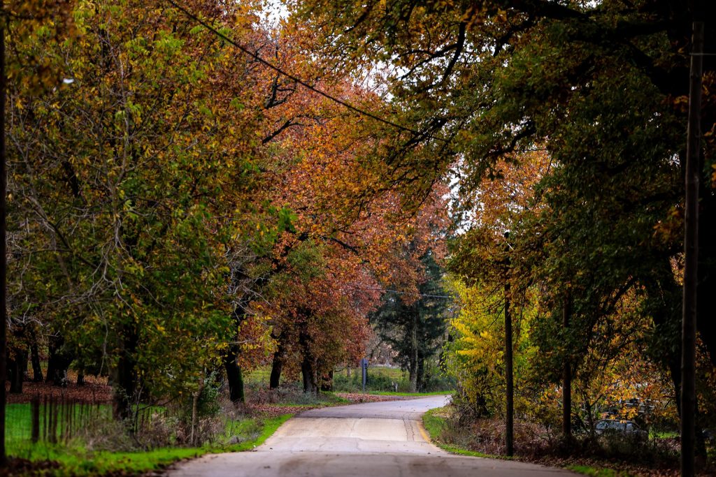 «Μικροσκοπικοί Τιτάνες των Δασών: Δασικά Έντομα και Κλιματική Κρίση»: Ανοιχτή εκδήλωση για την Παγκόσμια Ημέρα Δασών - ertnews.gr