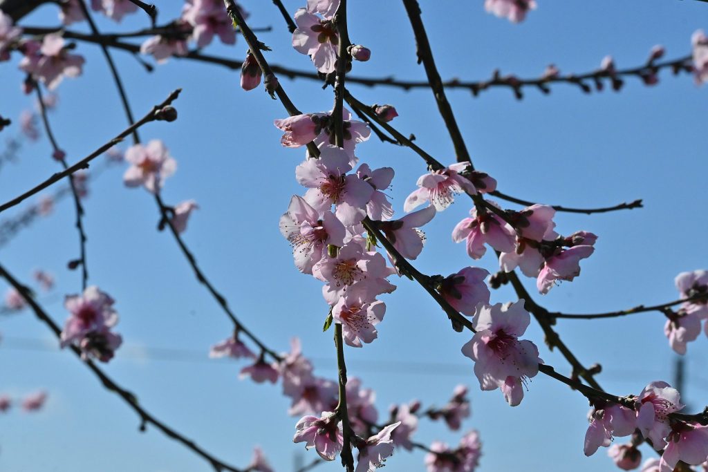Καιρός: Ανοιξιάτικη διάθεση με ηλιοφάνεια - Πρόγνωση από την Αναστασία Τυράσκη - ertnews.gr