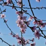 Καιρός: Ανοιξιάτικη διάθεση με ηλιοφάνεια - Πρόγνωση από την Αναστασία Τυράσκη - ertnews.gr