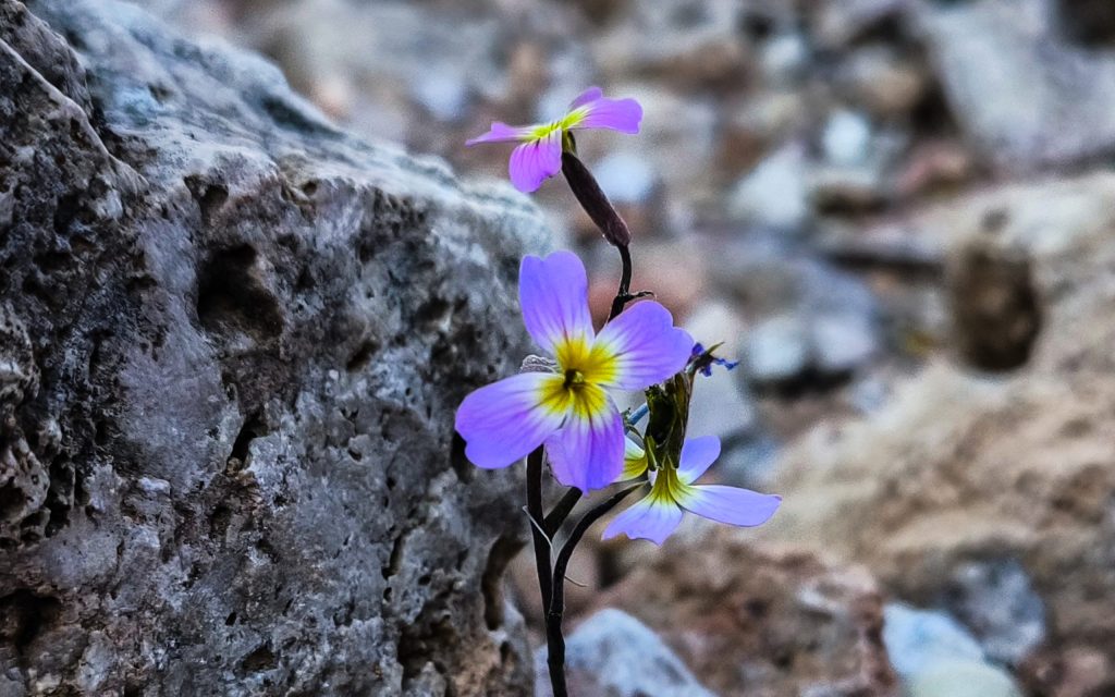 Καιρός: Ανοιξιάτικη ανάσα σήμερα, νέα κακοκαιρία από την Παρασκευή - Πρόγνωση από τον Χρ. Παρανό - ertnews.gr