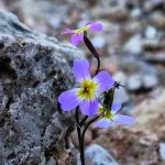 Καιρός: Ανοιξιάτικη ανάσα σήμερα, νέα κακοκαιρία από την Παρασκευή - Πρόγνωση από τον Χρ. Παρανό - ertnews.gr