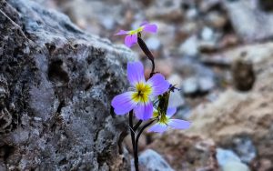Καιρός: Ανοιξιάτικη ανάσα σήμερα, νέα κακοκαιρία από την Παρασκευή - Πρόγνωση από τον Χρ. Παρανό - ertnews.gr