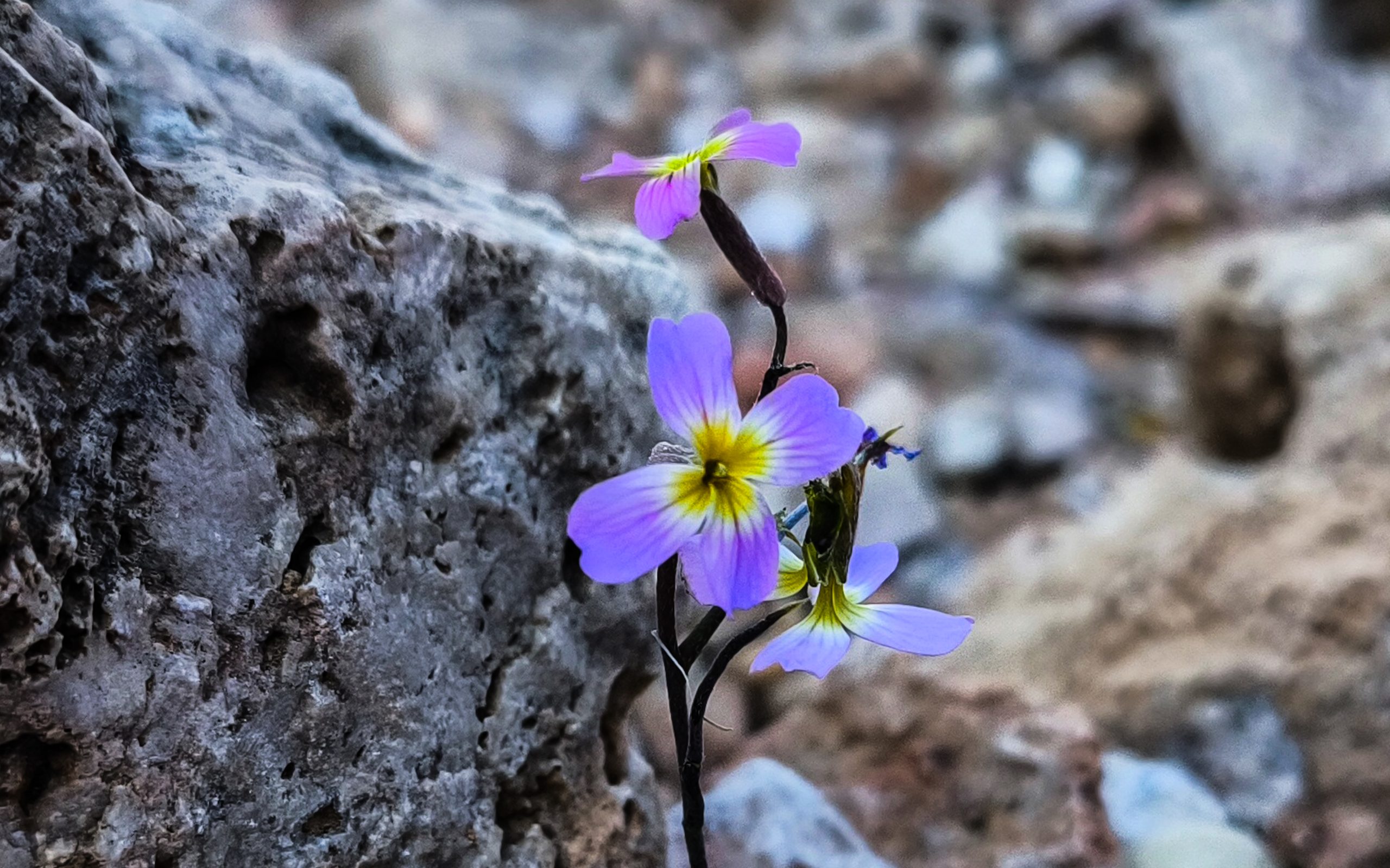 Καιρός: Ανοιξιάτικη ανάσα σήμερα, νέα κακοκαιρία από την Παρασκευή - Πρόγνωση από τον Χρ. Παρανό - ertnews.gr