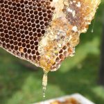 Ρουμανία: Στο στόχαστρο απάτη 1,32 εκατ. ευρώ σε επιδοτήσεις μελισσοκομίας