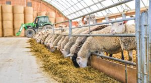 ypaat-pente-ta-epivevaiomena-krousmata-afthodous-sti-lesvo-se-epta-ektrofes-280519