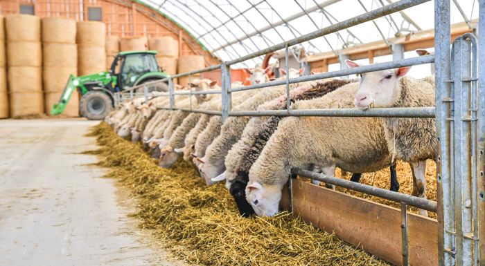 ypaat-pente-ta-epivevaiomena-krousmata-afthodous-sti-lesvo-se-epta-ektrofes-280519