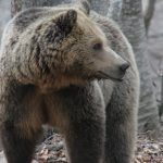 Νωρίτερα το ξύπνημα των αρκούδων στον «Αρκτούρο»