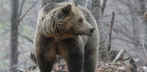 Νωρίτερα το ξύπνημα των αρκούδων στον «Αρκτούρο»