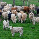 Διευκρινίσεις για τον αφθώδη πυρετό από το Υπουργείο Αγροτικής Ανάπτυξης και Τροφίμων