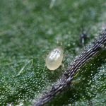 Όταν τα Eco-Schemes έχουν αποτέλεσμα: Η επιτυχημένη εγκατάσταση του Amblyseius andersoni στα εσπεριδοειδή