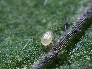 Όταν τα Eco-Schemes έχουν αποτέλεσμα: Η επιτυχημένη εγκατάσταση του Amblyseius andersoni στα εσπεριδοειδή