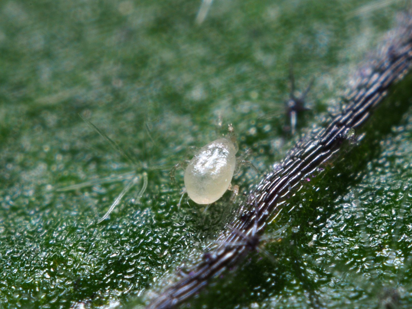 Όταν τα Eco-Schemes έχουν αποτέλεσμα: Η επιτυχημένη εγκατάσταση του Amblyseius andersoni στα εσπεριδοειδή