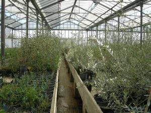 Μία ενδιαφέρουσα ανακάλυψη για τα φυτώρια ελιάς