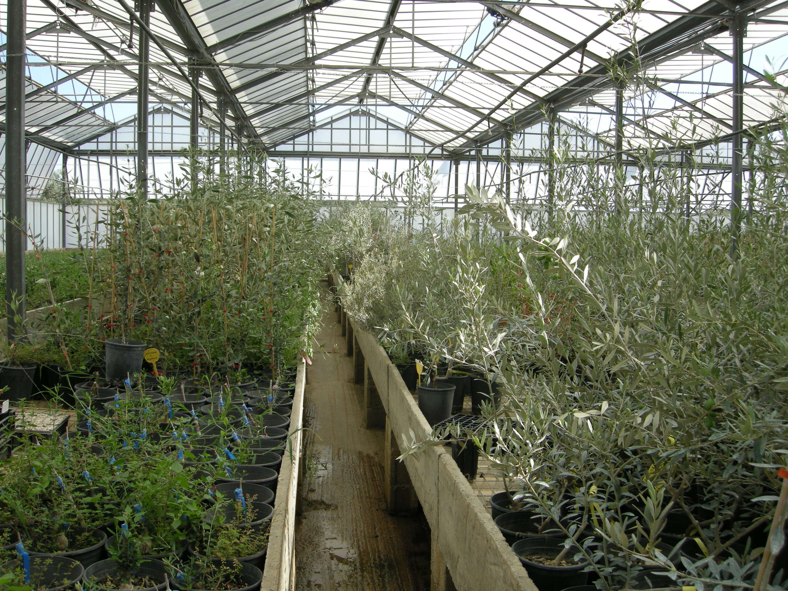 Μία ενδιαφέρουσα ανακάλυψη για τα φυτώρια ελιάς