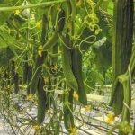 Αγγούρι: Διακυμάνσεις στην προσφορά επιδρούν σε τιμές και διαθεσιμότητα των αγορών