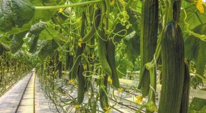 Αγγούρι: Διακυμάνσεις στην προσφορά επιδρούν σε τιμές και διαθεσιμότητα των αγορών