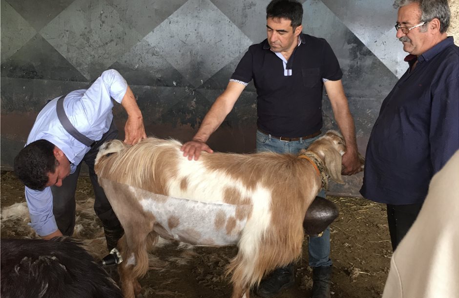 Ενίσχυση του μαλλιού από τις κουρές σε κτηνοτροφικές εκμεταλλεύσεις ζητούν οι αγρότες της ΕΕ