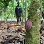 Στις πρωτεύουσες κομβικών χωρών της ΕΕ αξιωματούχοι ΗΠΑ για άρση εμπορικών εμποδίων από το νόμο αποψίλωσης δασών