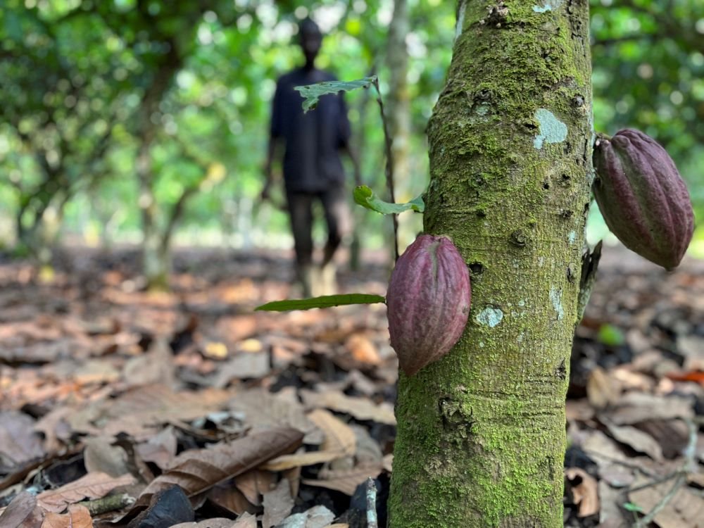 Στις πρωτεύουσες κομβικών χωρών της ΕΕ αξιωματούχοι ΗΠΑ για άρση εμπορικών εμποδίων από το νόμο αποψίλωσης δασών