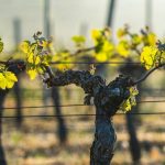 Οι συσκευές κομφούζιου της Andermatt Anthesis τείχος συνεχούς προστασίας καλλιεργειών