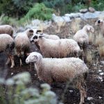 Υποχρεωτικοί από φέτος οι βόλοι στα αιγοπρόβατα, για τη λήψη ενισχύσεων – Έρχεται νομοθετική ρύθμιση