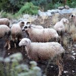 Ως και 14/3 οι αιτήσεις για προσλήψεις κτηνιάτρων κατά ευλογιάς