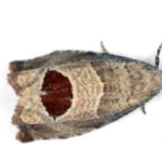 Το αβλαβές έντομο στους ελαιώνες που πρέπει να γνωρίζετε