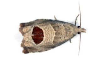 Το αβλαβές έντομο στους ελαιώνες που πρέπει να γνωρίζετε