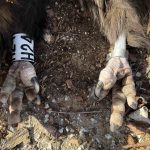 Σοβαρό περιστατικό στη Δαδιά - Μαυρόγυπες και λύκος εντοπίστηκαν δηλητηριασμένοι