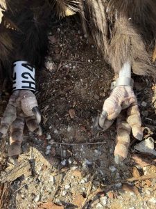 Σοβαρό περιστατικό στη Δαδιά - Μαυρόγυπες και λύκος εντοπίστηκαν δηλητηριασμένοι