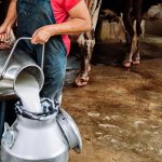 Στα όρια οι Βρετανοί κτηνοτρόφοι λόγω πτώσης τιμών στο γάλα στο ΗΒ