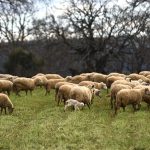 Ως Σάββατο 14 Μαρτίου αιτήσεις για προσλήψεις ιδιωτών κτηνιάτρων κατά ευλογιάς