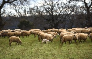 Ως Σάββατο 14 Μαρτίου αιτήσεις για προσλήψεις ιδιωτών κτηνιάτρων κατά ευλογιάς
