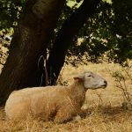 Εστία ευλογιάς αιγοπροβάτων στη Βαλανιδοράχη Πρέβεζας